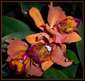 Picture Title - Orange Orchids