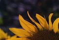 Picture Title - A sunflower in Tuscany