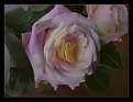 Picture Title - Rose