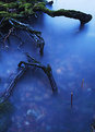 Picture Title - Blue Roots