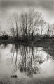 Picture Title - Trees and Flood
