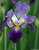 Great Iris