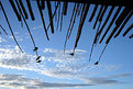 Picture Title - Birds at Punta del Este