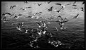Picture Title - Sea-gulls