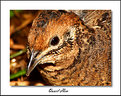 Picture Title - Quail Hen