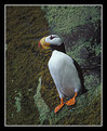 Picture Title - Horned Puffin