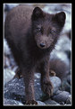 Picture Title - Young Arctic Fox