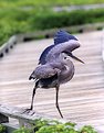 Picture Title - "Dancing Heron"