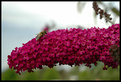 Picture Title - Bee on Flower