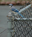 Picture Title - One the fence...