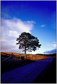 Picture Title - The Lonesome Pine