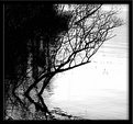 Picture Title - Trees & Water