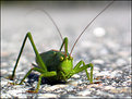 Picture Title - ~Green Alien~