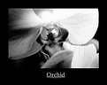 Picture Title - Orchid on B&W