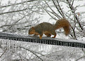 Picture Title - Icy Tightrope