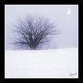 Picture Title - Winter Mist