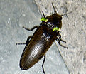 Picture Title - Glowing firefly