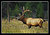 Elk with 7x7 antlers