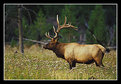 Picture Title - Elk with 7x7 antlers