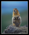 Picture Title - Arctic Ground Squirrel