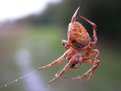 Picture Title - Catching Droplets