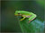 GREEN TREE FROG