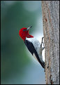 Picture Title - RED HEADED WOODPECKER