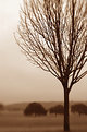 Picture Title - Bare Little Tree 1