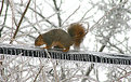 Picture Title - Icy Tightrope 2