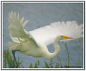 Picture Title - Snow Egret