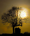 Picture Title - The gallow tree