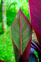 Picture Title - Red Heliconia - Front & Back