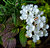 White Bouquet