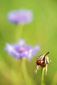 Picture Title - Coccinella septempunctata (zevenstippelig lhb)