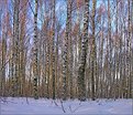 Picture Title - Winter Forest