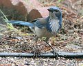 Picture Title - Scrub Jay