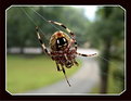 Picture Title - Spidy