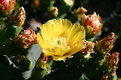 Picture Title - Cactus