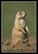 Blacktail Prairie Dog