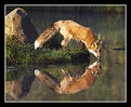 Picture Title - Red Fox