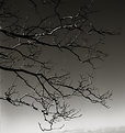 Picture Title - Branches