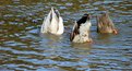 Picture Title - bobbing for apples?
