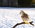 Picture Title - Owl in the Snow