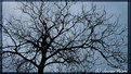 Picture Title - Nude Tree