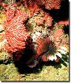 Picture Title - Lion Fish