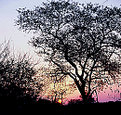 Picture Title - Atardecer Africano