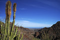 Picture Title - Furry Cactus