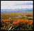 California Poppies-Painted