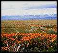 Picture Title - California Poppies-Painted