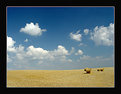 Picture Title - Campagna Toscana